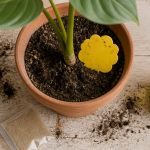 produit anti moucheron plantes sur pot terreau piège nématodes sable