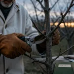 Quand tailler arbre en hiver : taille en sécurité