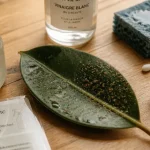 Traitement cochenille vinaigre blanc sans brûlure sur feuille de ficus
