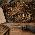 Produit pour tuer des bambous : coupe des rhizomes au sol