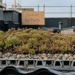 Toiture végétalisée sedum : tapis de sedum, drainage et pose
